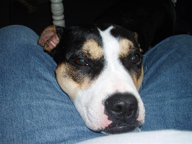 Amerikansk staffordshire terrier Lulu - Åååh ja billede 2