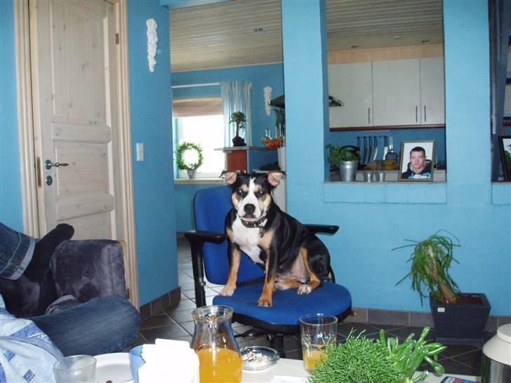 Amerikansk staffordshire terrier Lulu - Yes der er kage ! ! ! billede 3