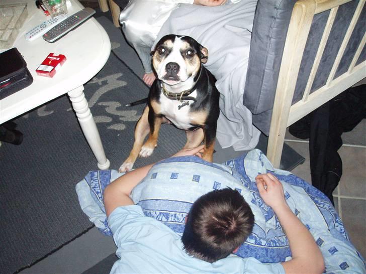 Amerikansk staffordshire terrier Lulu billede 4