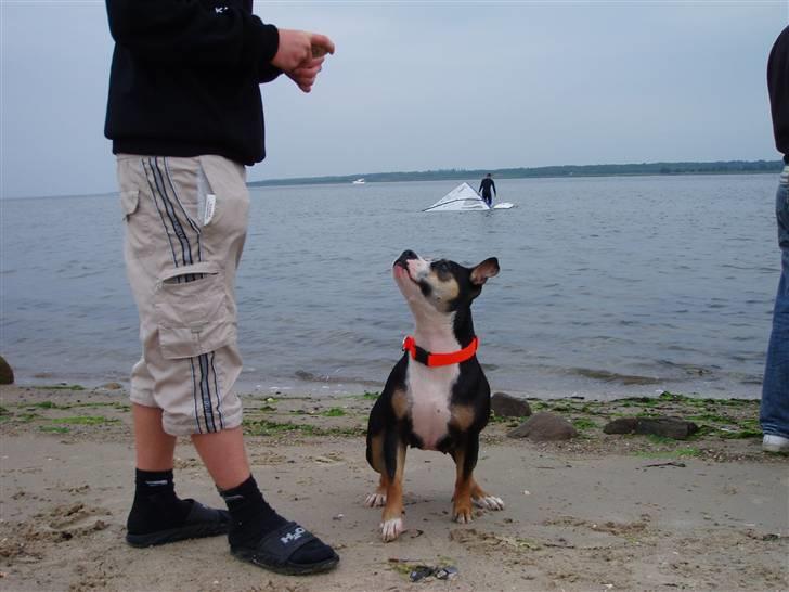 Amerikansk staffordshire terrier Lulu - Kast nu bare for pokker ! billede 5