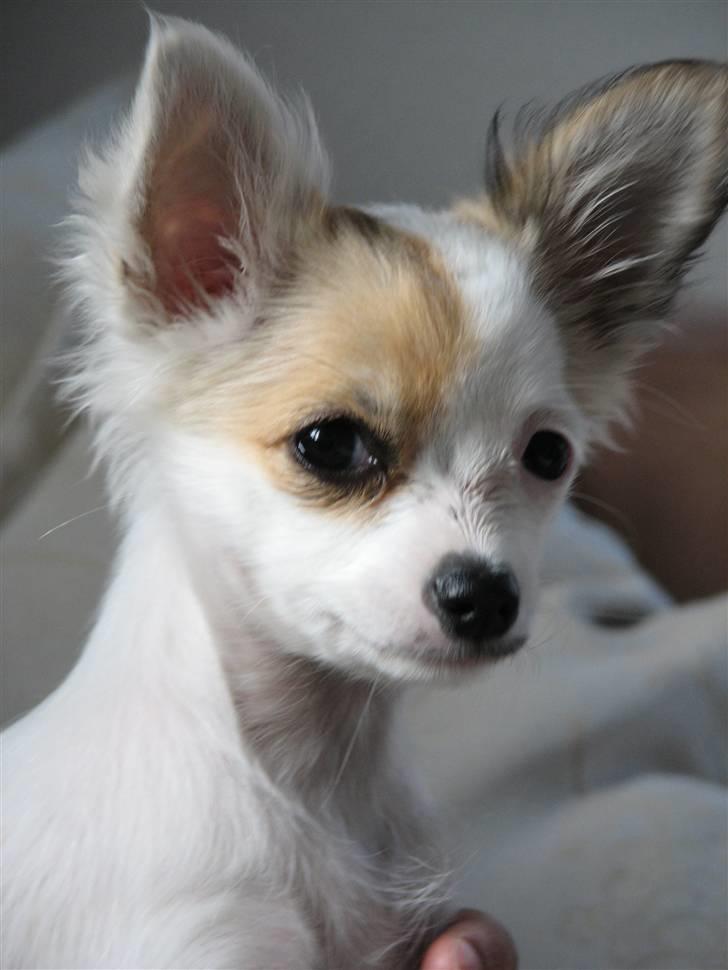 Chihuahua Store Møf - Her er Nala og kødben billede 1