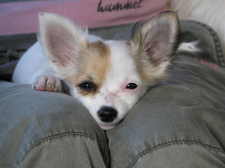 Chihuahua Store Møf billede 2