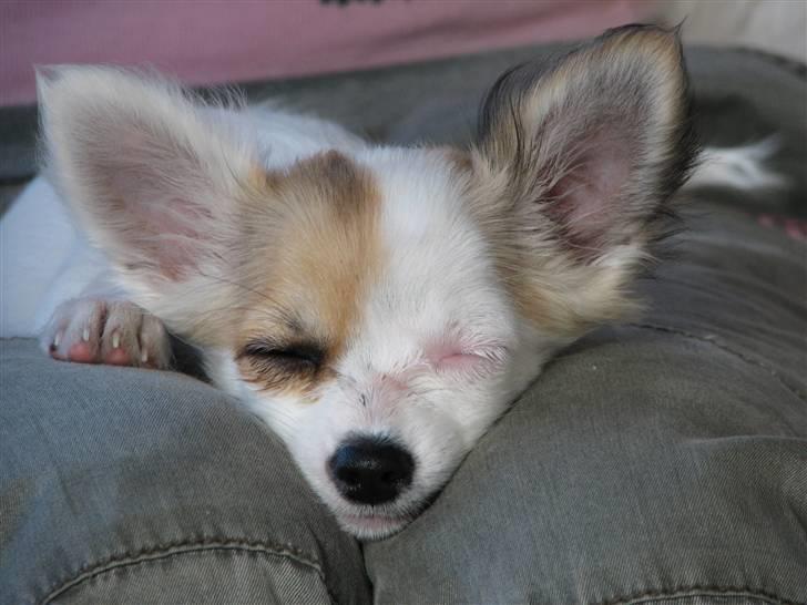 Chihuahua Store Møf - Nala og mor billede 3