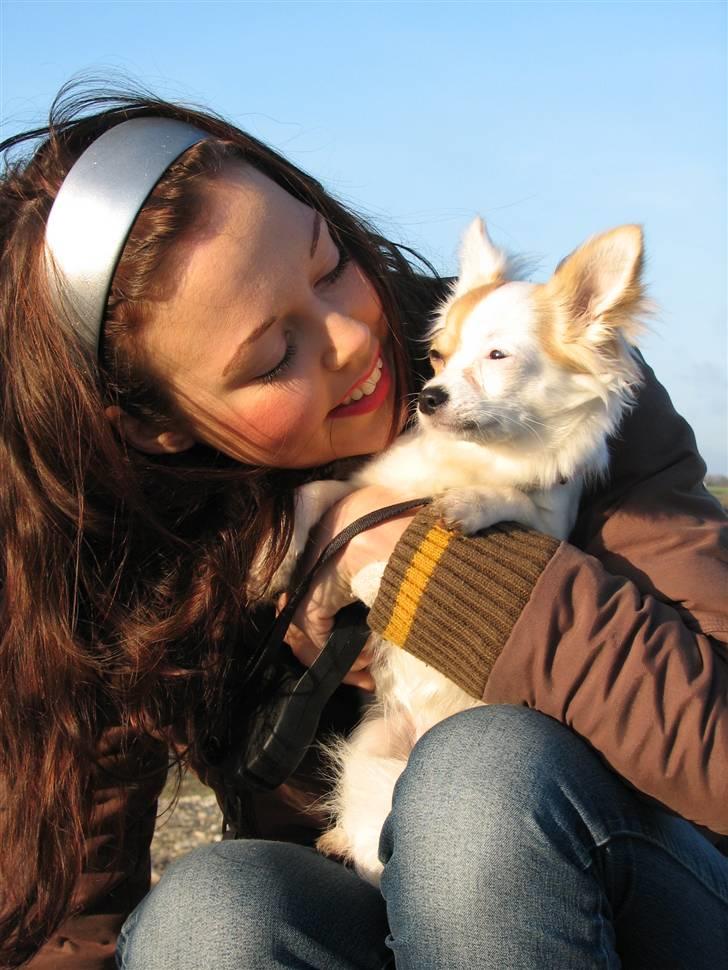 Chihuahua Store Møf - Nala og mor billede 4