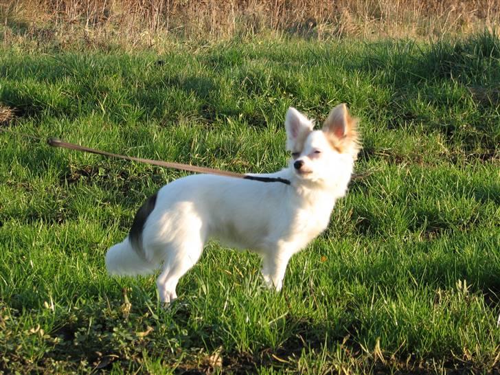 Chihuahua Store Møf - Er jeg ikke flot.. billede 6