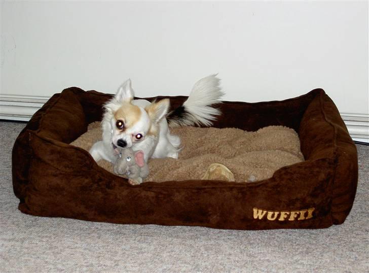 Chihuahua Store Møf - Nala i sin kurv billede 7