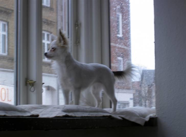 Chihuahua Store Møf - Nala holder øje med gaden billede 8