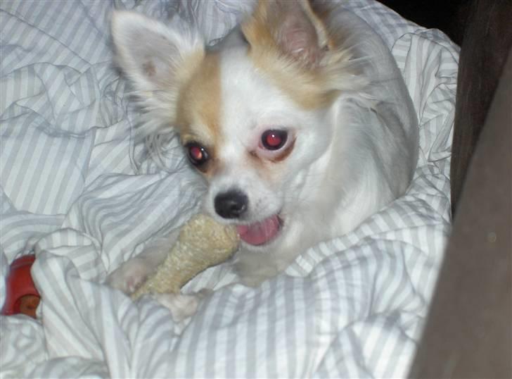 Chihuahua Store Møf - Mums.. Nala elsker kødben billede 9