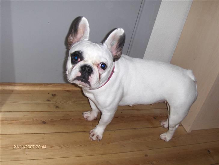 Fransk bulldog Fie billede 11