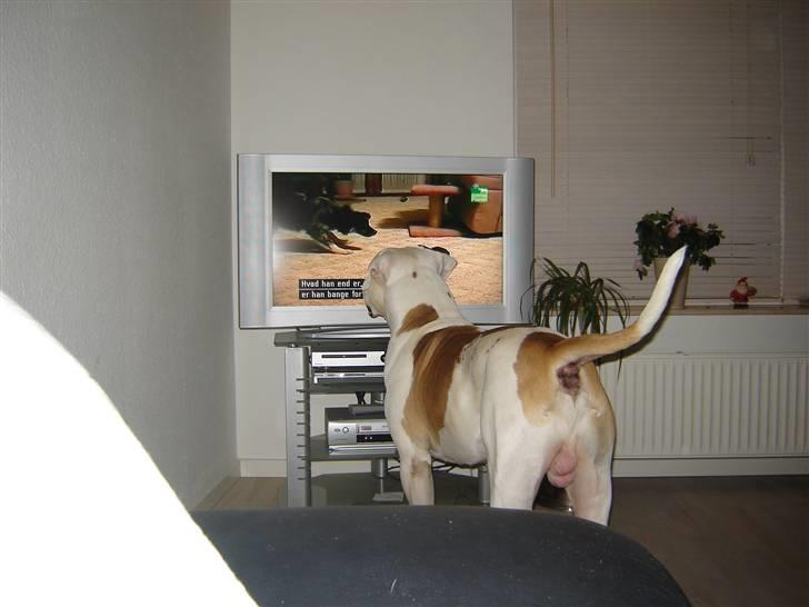 Amerikansk bulldog Kato - Det er så fedt at se animal planet :-) billede 18