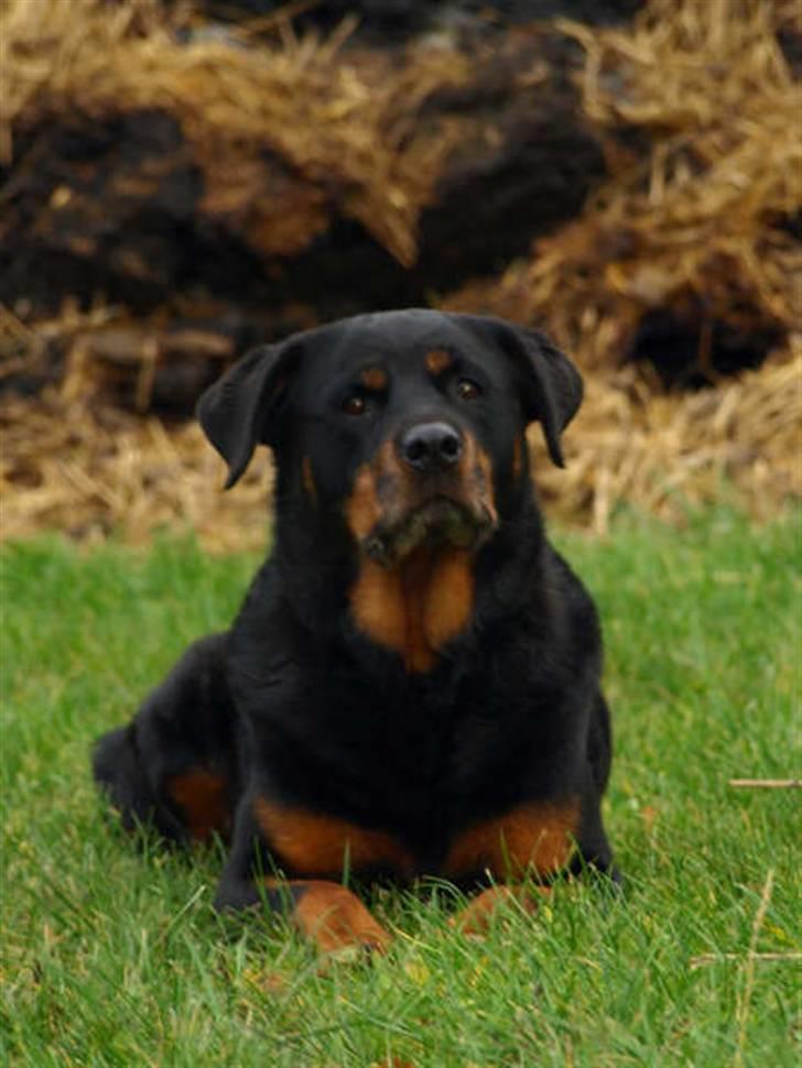 Rottweiler Den gamle Chili  - Chili 10 år billede 1