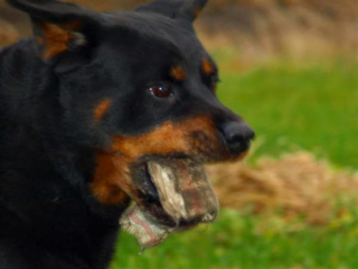 Rottweiler Den gamle Chili  - Yyyyrk  der er jo mudder på den klud billede 2