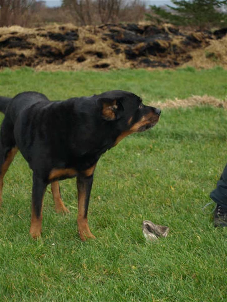 Rottweiler Den gamle Chili  - Hva,kom nærmere billede 3