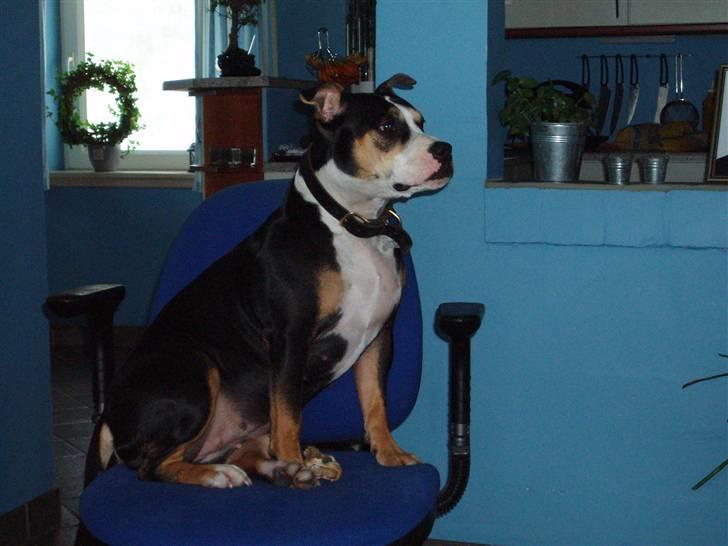 Amerikansk staffordshire terrier Lulu - Det her er min stol . billede 6