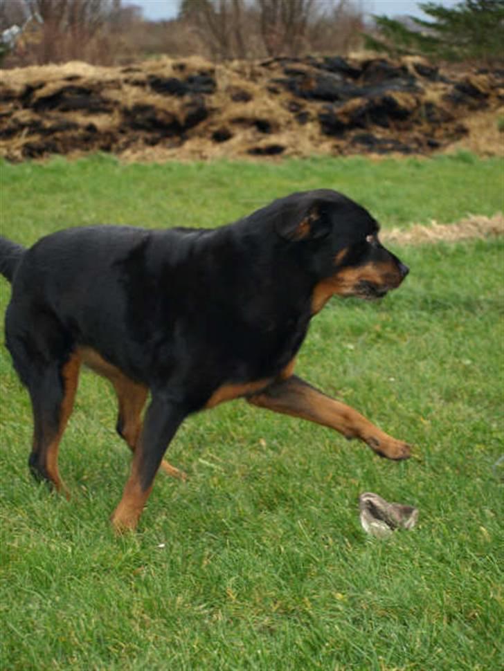 Rottweiler Den gamle Chili  - Skal vi lege ? billede 4