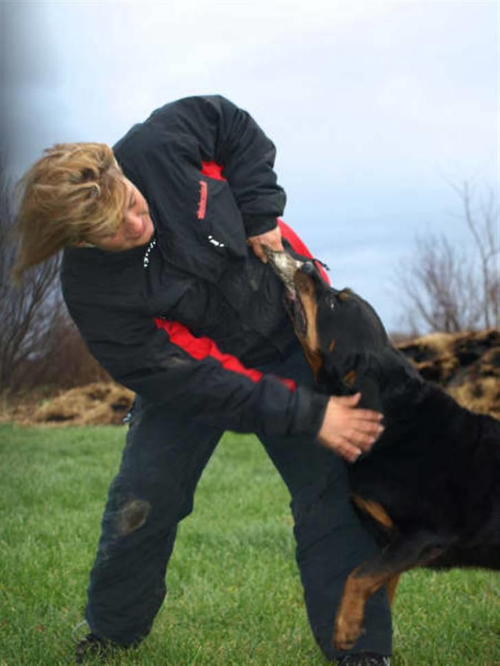 Rottweiler Den gamle Chili  - Den gamle kan stadig ;-) billede 5