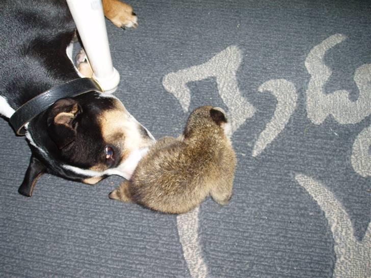 Amerikansk staffordshire terrier Lulu - Du dufter godt ikk? billede 7