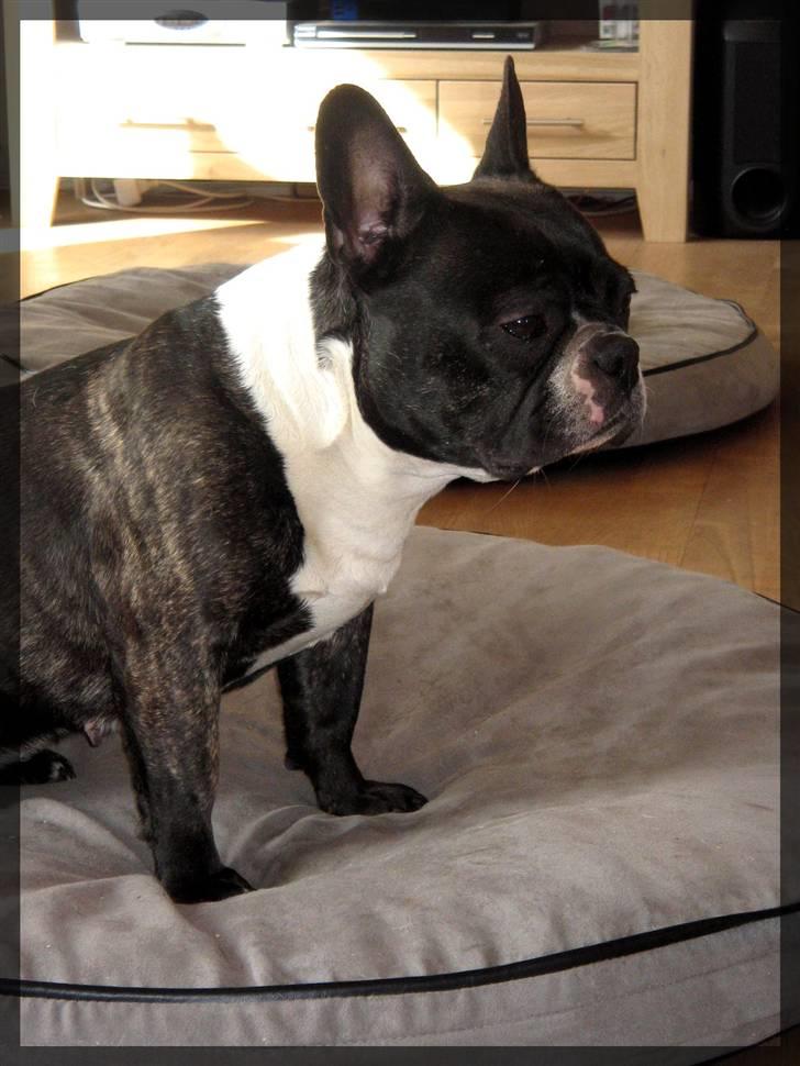 Fransk bulldog Frida billede 15