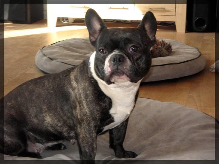 Fransk bulldog Frida billede 16