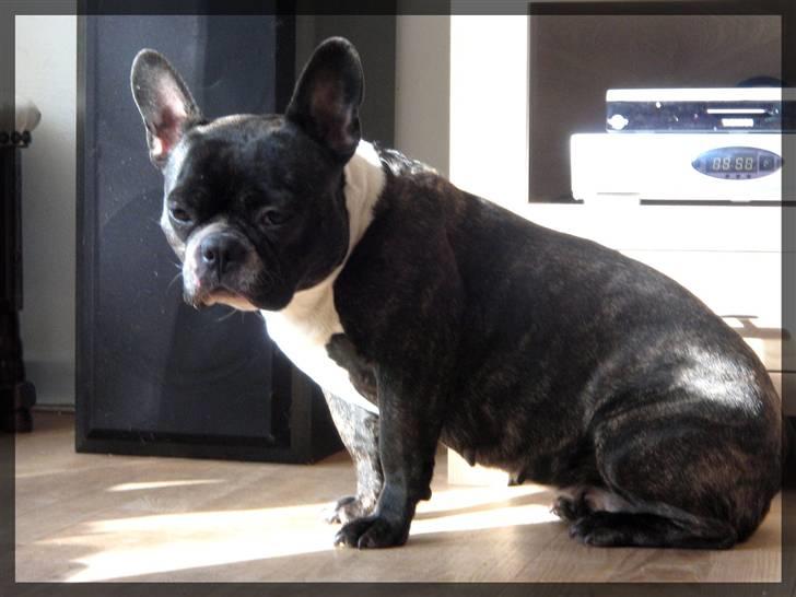 Fransk bulldog Frida billede 17