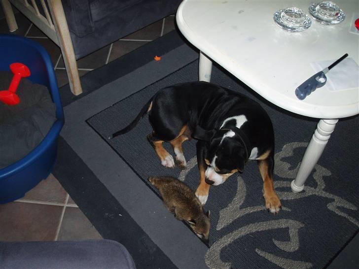 Amerikansk staffordshire terrier Lulu - Bette mand billede 8