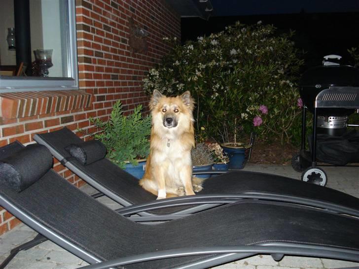 Islandsk fårehund Kato - Det er min plads på terrassen :0) billede 1