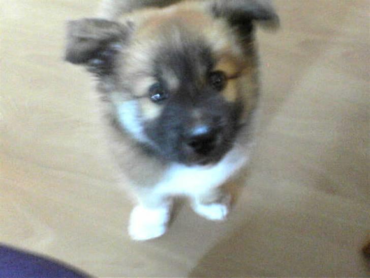 Islandsk fårehund Kato - 8 uger gammel billede 2