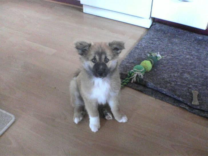 Islandsk fårehund Kato - 13 uger gammel billede 3