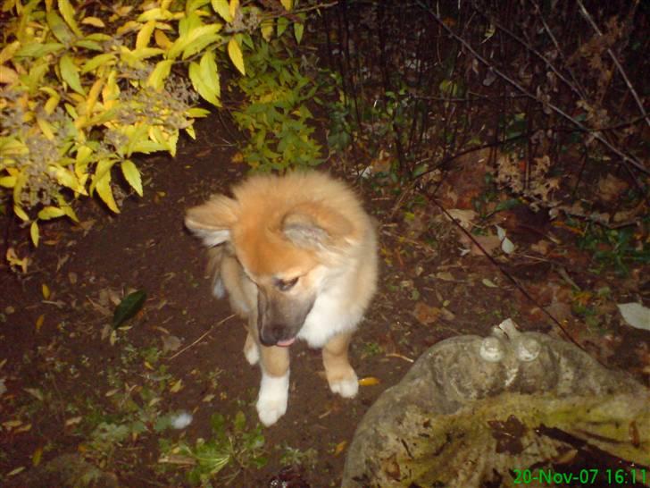 Islandsk fårehund Kato - Kato hat lige bidt hul i sin bold, og kan ikke forstå hvor luften blev af . billede 4