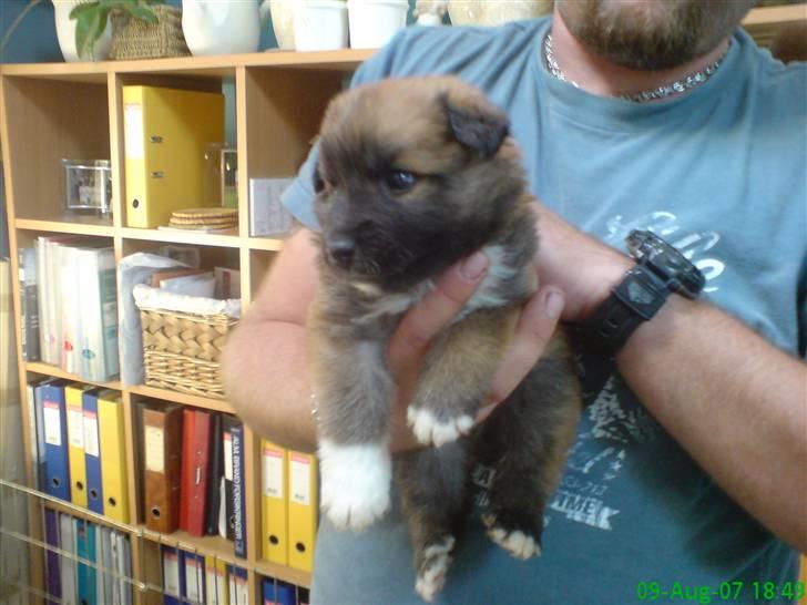Islandsk fårehund Kato - Første gang vi så ham. 5 uger gammel og boede dengang i Agerskov ved sine forældre. billede 5