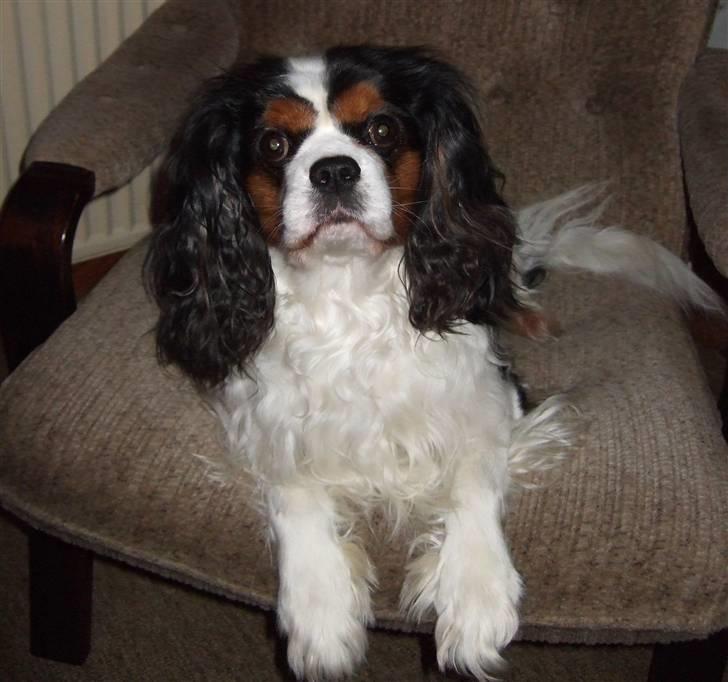 Cavalier king charles spaniel Sofus (død 8 / 6 - 08) - NYYT..! sofus i stol.. så sød, nyvasket og friseret billede 8