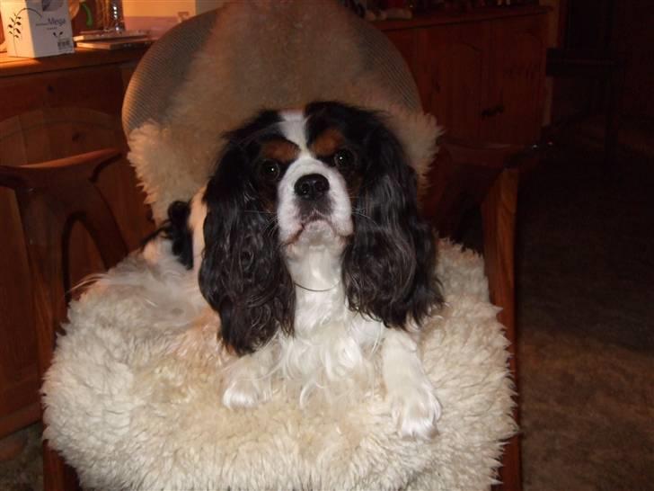 Cavalier king charles spaniel Sofus (død 8 / 6 - 08) - NYYT.. SE MIG billede 9