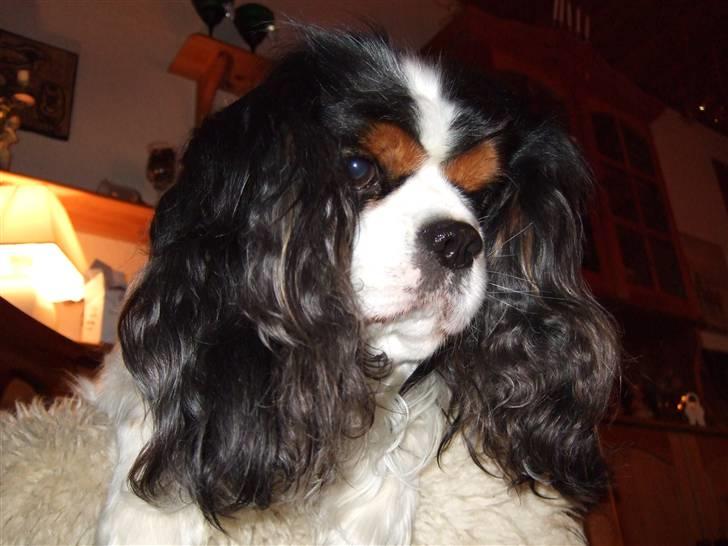 Cavalier king charles spaniel Sofus (død 8 / 6 - 08) - NYYT.. Hva.. Er der en guffer på gulvet?? UUH billede 10