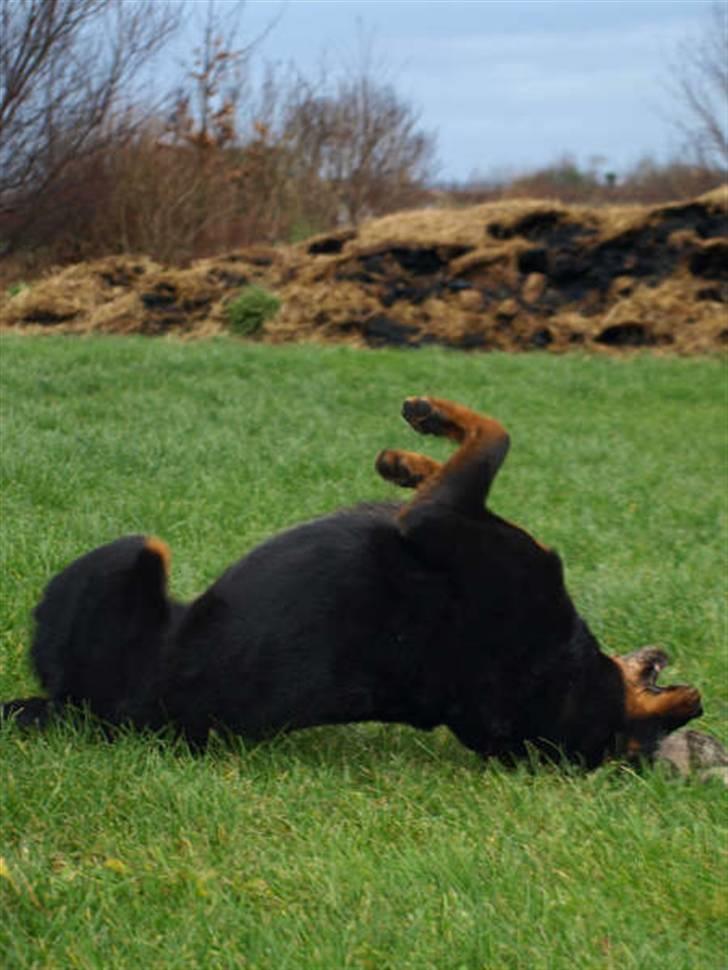 Rottweiler Den gamle Chili  - weeee,elsker at rulle billede 6