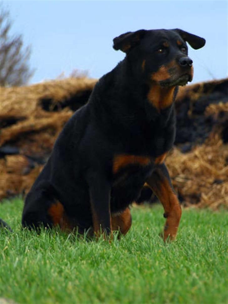 Rottweiler Den gamle Chili  - hmmm,der gik vist storm i mine ører billede 7