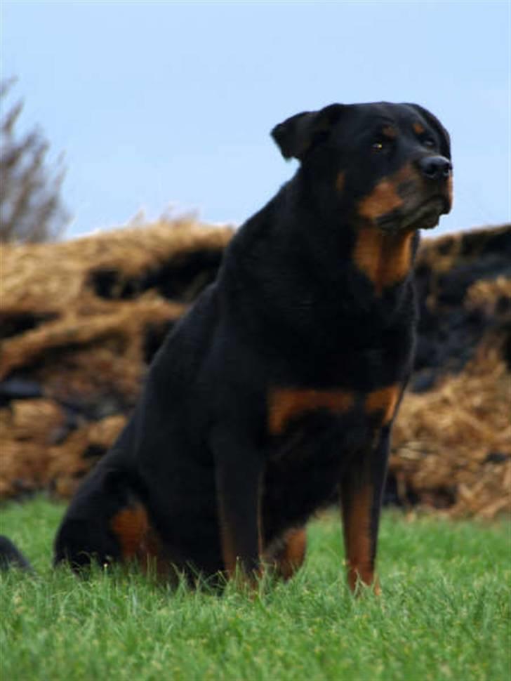 Rottweiler Den gamle Chili  - Jeg er smuk billede 8