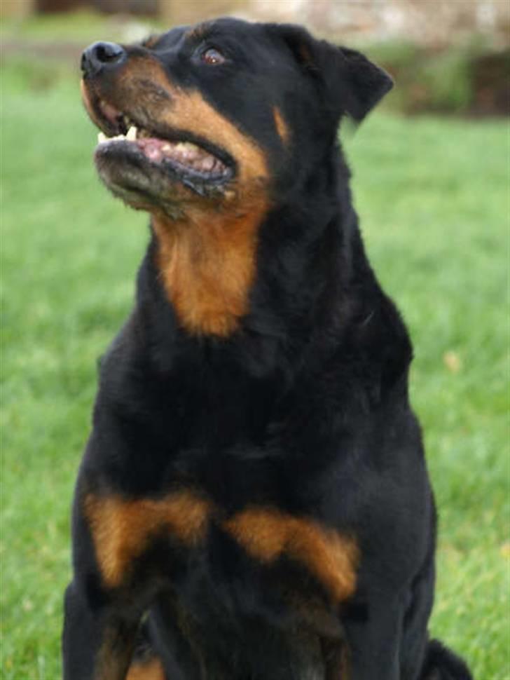 Rottweiler Den gamle Chili  - Har du en guf deromme ? billede 9