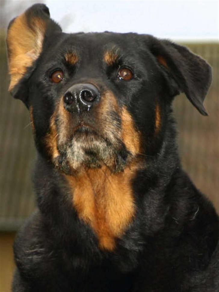 Rottweiler Den gamle Chili  - Altså det øre... kan ikke styre det billede 11
