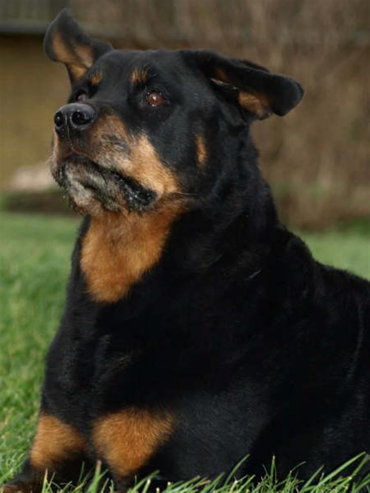 Rottweiler Den gamle Chili  - Kan i stadig ser det øre.. eller er det bedre skjult nu ? billede 12