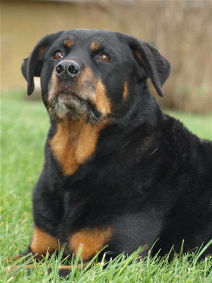 Rottweiler Den gamle Chili  - Sådan,så er der styr på det igen.. ser hvor lækker jeg er billede 13