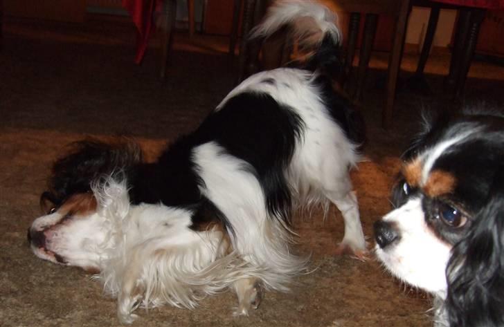 Cavalier king charles spaniel Sofus (død 8 / 6 - 08) - NYYT..  Sammie: "hvad er det nu han laver..??" billede 11