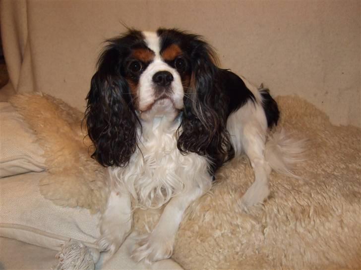 Cavalier king charles spaniel Sofus (død 8 / 6 - 08) - NYYT.. Smukke dreng..! altid så fotogen.. :D billede 12