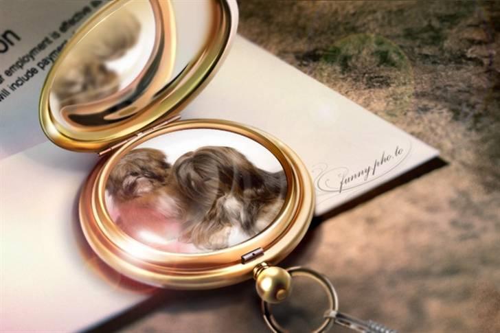 Lhasa apso  LAUNA  billede 15