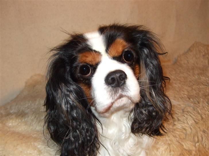 Cavalier king charles spaniel Sofus (død 8 / 6 - 08) - NYYT.. se de øjne... billede 13