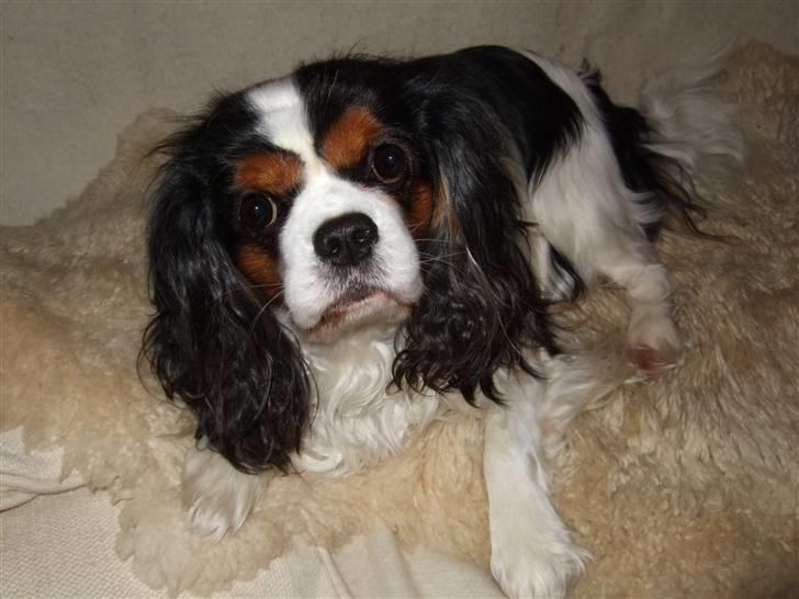 Cavalier king charles spaniel Sofus (død 8 / 6 - 08) - NYYT..JjEG SKAN NOK POSERE..  bare HIT med den frolick..!! MUMS billede 14