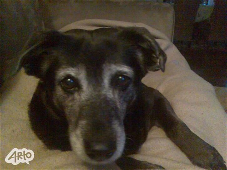 Blanding af racer Blackie - stirre stirre :P sidder med et stykke slik haha billede 4