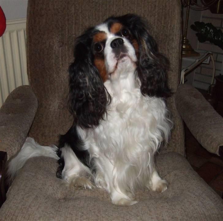 Cavalier king charles spaniel Sofus (død 8 / 6 - 08) billede 15