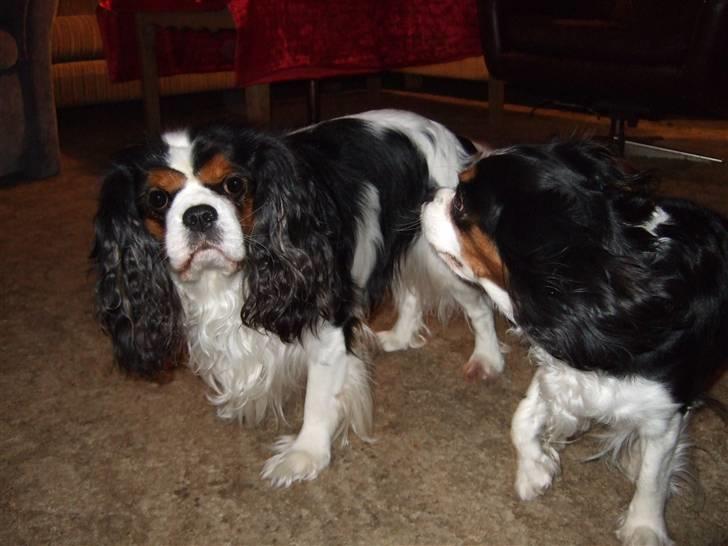 Cavalier king charles spaniel Sofus (død 8 / 6 - 08) billede 16