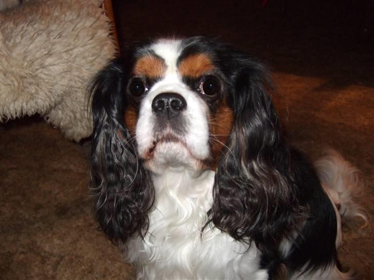 Cavalier king charles spaniel Sofus (død 8 / 6 - 08) billede 17