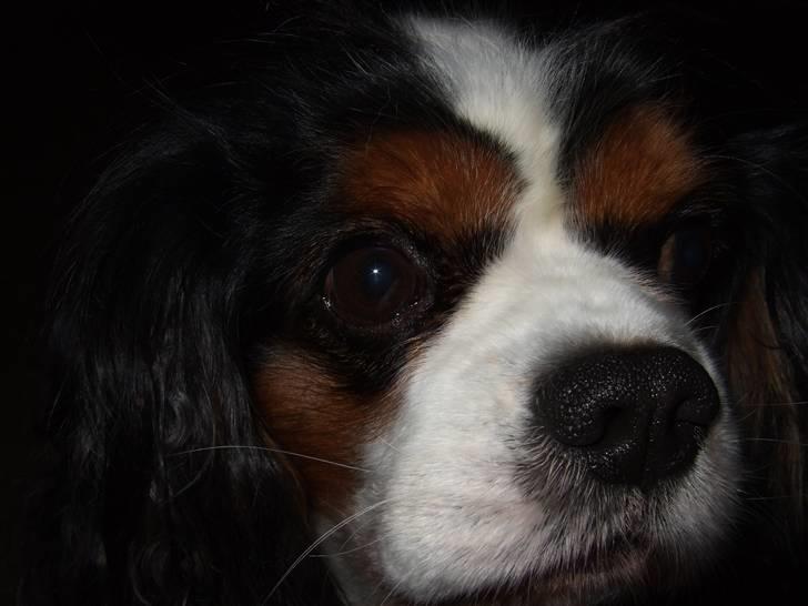 Cavalier king charles spaniel Sofus (død 8 / 6 - 08) billede 18